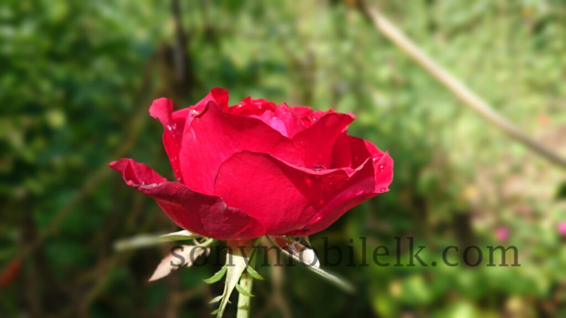 xperia xz3
