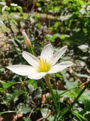 xperia xz3