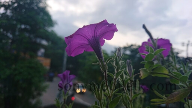 xperia xz1