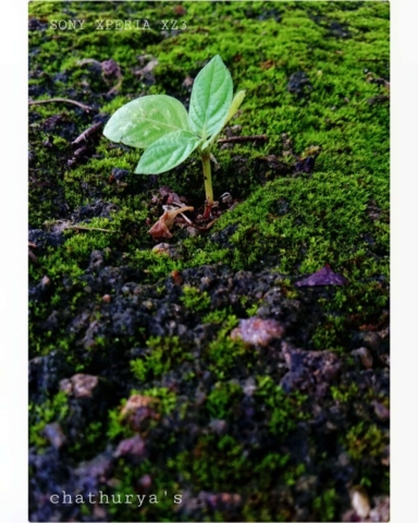 xperia xz3