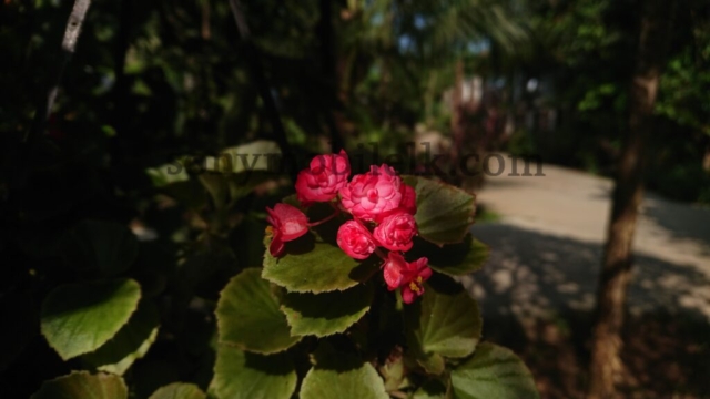 xz1