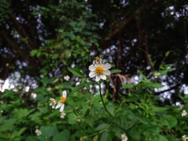 xperia xz2